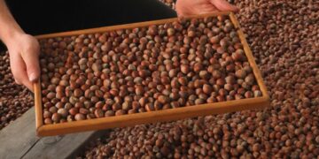 Fındığa 100 TL İndirim: 180 TL’ye Kadar Düştü!