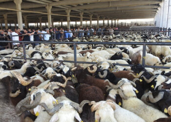 29 Mart 2026 Kurbanlık Fiyatları!