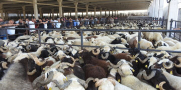 29 Mart 2026 Kurbanlık Fiyatları!