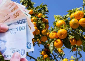 Portakal, Limon, Maydanoz, Pırasa, Karnabahar… Hepsi Zamlandı!