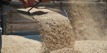 Yemin Çuvalı 900 TL’ye Yükseldi!