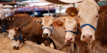 Nisan 2026 Kurbanlık Fiyatları: İşte Ucuzdan Pahalıya Doğru Fiyatlar!